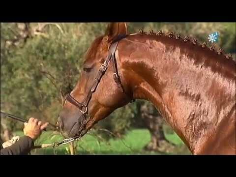 Venta de caballos hisjsono-árabes en Andalucía: Encuentra tu compañero equino ideal