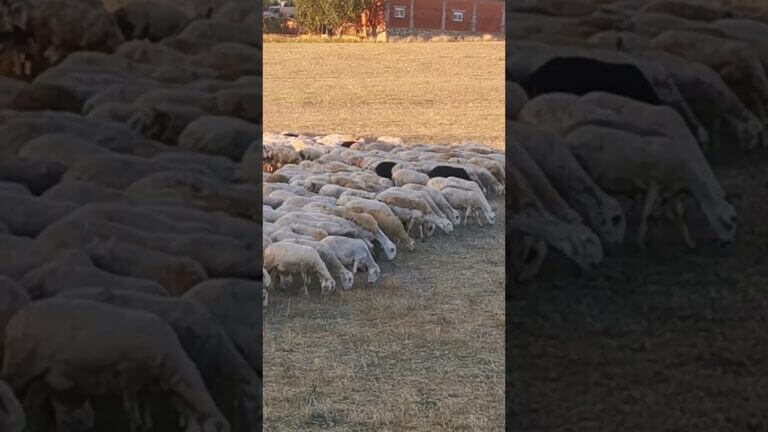 Venta de ovejas por jubilación: Optimizando tu rebaño