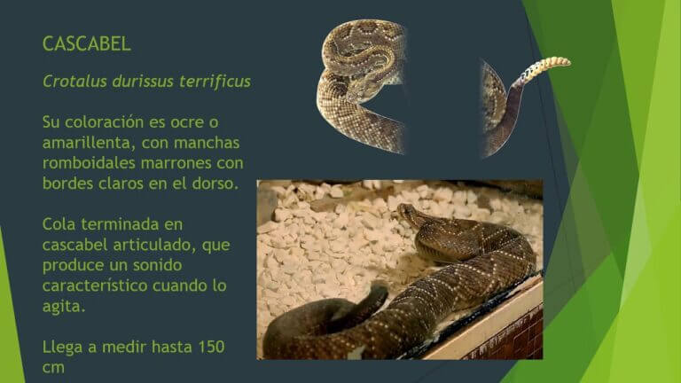 Serpientes venenosas en Andalucía: Guía informativa