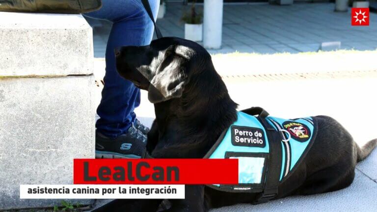 Certificado de mascota de apoyo emocional en PDF en España
