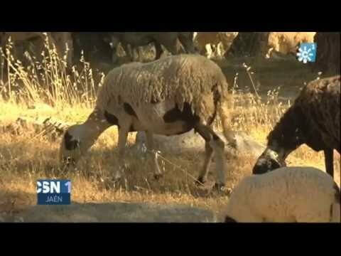 Venta de ovejas en Jaén: Todo lo que necesitas saber