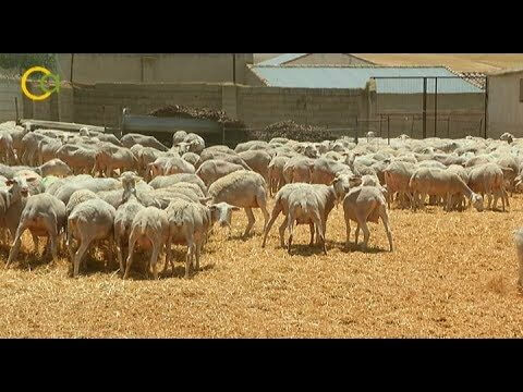 Venta de ovejas segureñas en Andalucía
