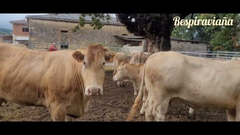 Las mejores ferias de ganado en Cantabria: Un escaparate de la agricultura y la ganadería