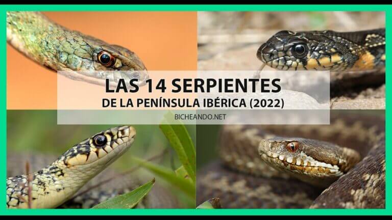 Serpientes en Andalucía: Guía de especies y precauciones